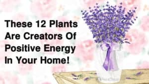 positive energy plants